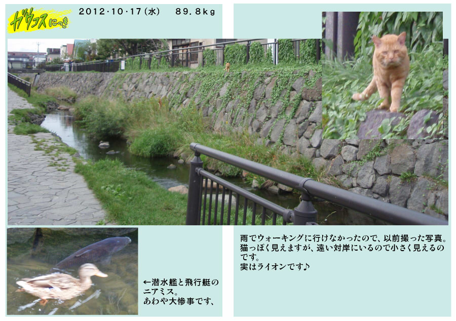 風景写真　猫　フナ　鴨　用水路　