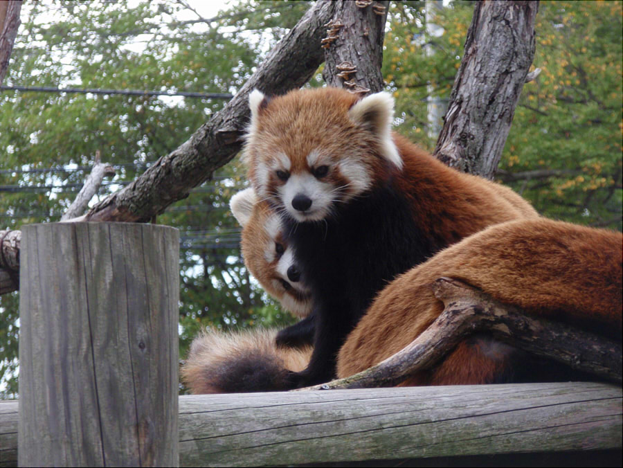 札幌円山動物園レッサーパンダ写真